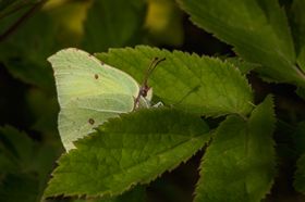 蝴蝶摄影昆虫生物世界虫类