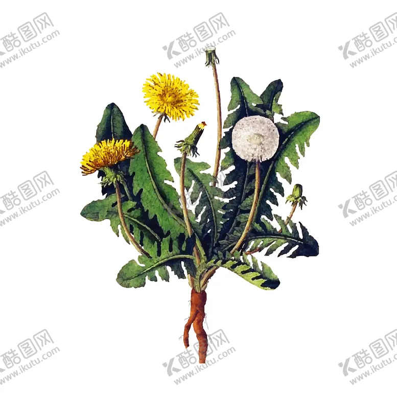 编号：71762210182127539668【酷图网】源文件下载-蒲公英