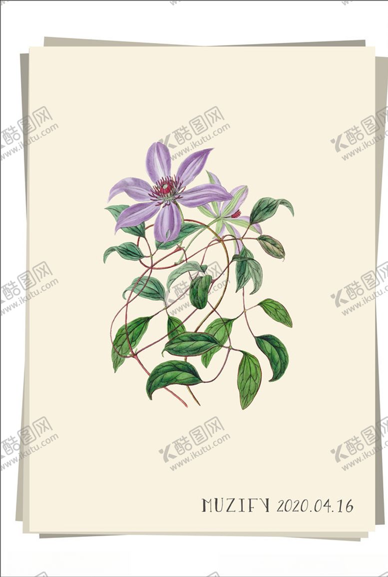 编号：65246810210615064022【酷图网】源文件下载-铁线莲植物图鉴