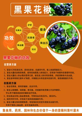 黑花楸果