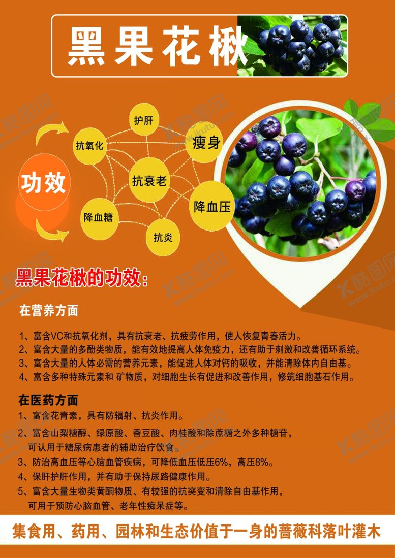 编号：40695406271733327786【酷图网】源文件下载-黑花楸果