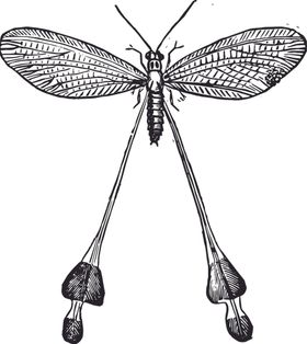 自然昆虫标本插画