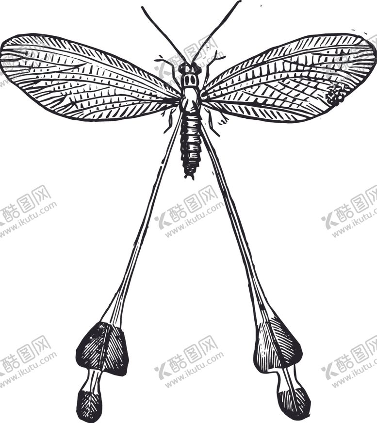 编号：92773610152059345518【酷图网】源文件下载-自然昆虫标本插画