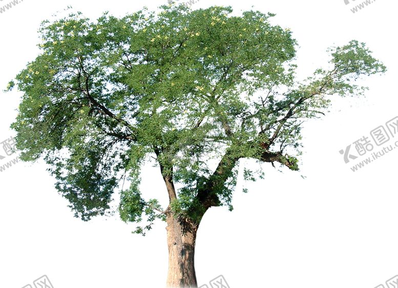 编号：18648709180042228144【酷图网】源文件下载-绿色相框