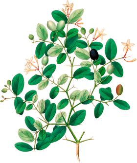 手绘花草植物素材图片
