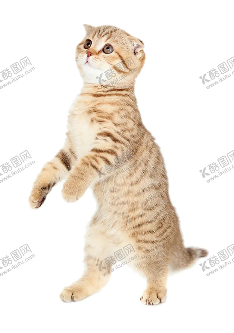 编号：59543603271537491868【酷图网】源文件下载-猫咪