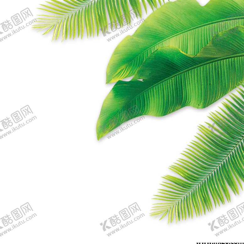 编号：14378705021021599813【酷图网】源文件下载-芭蕉叶热带