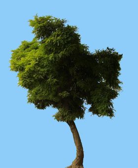 景观树