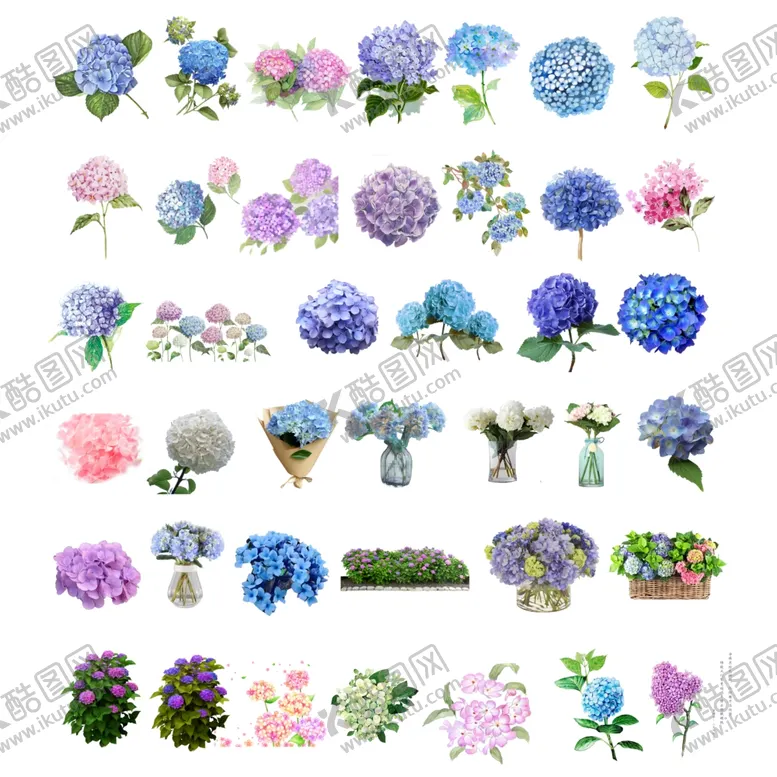 编号：44087006291546236318【酷图网】源文件下载-多彩绣球花插画素材集合