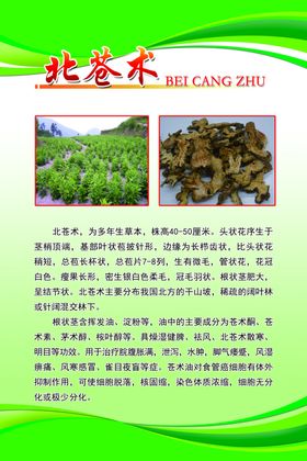 北苍术