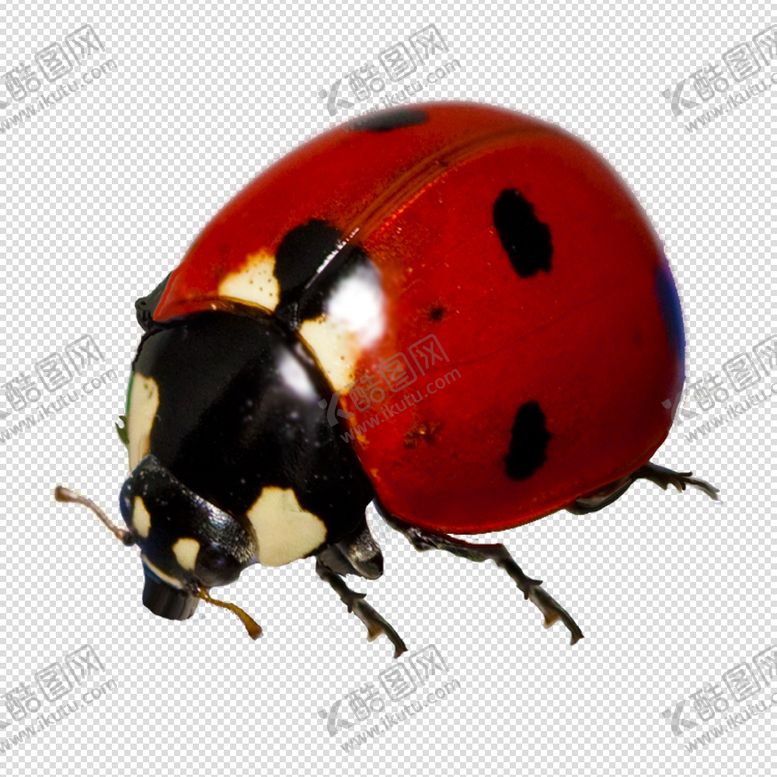 编号：78212504201918375482【酷图网】源文件下载-七星瓢虫