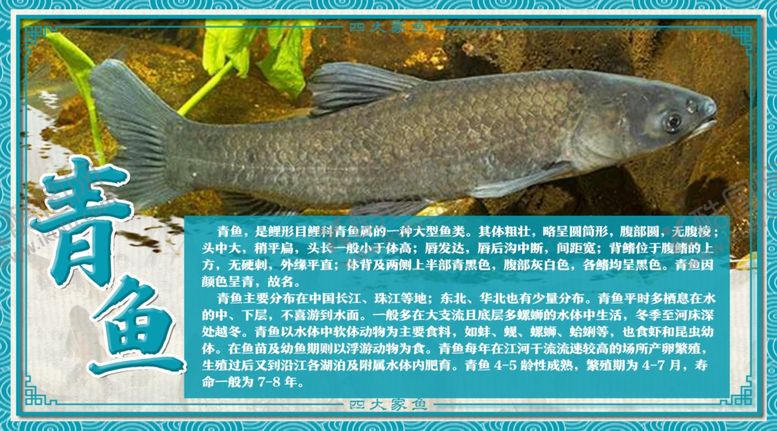编号：68425602061255577664【酷图网】源文件下载-青鱼介绍牌