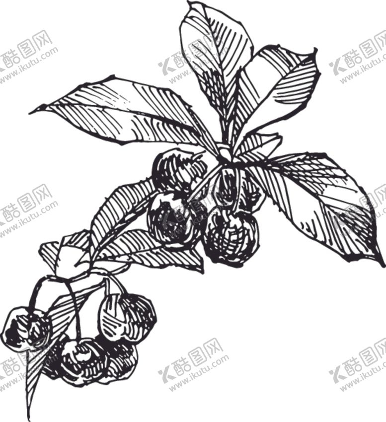 编号：53652310221842268586【酷图网】源文件下载-素描鲜花