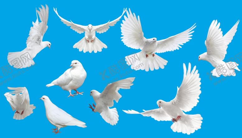 编号：11433510070352465044【酷图网】源文件下载-鸽子和平鸽