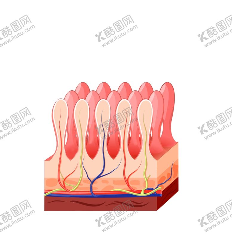 编号：69858909110620275099【酷图网】源文件下载-肠道