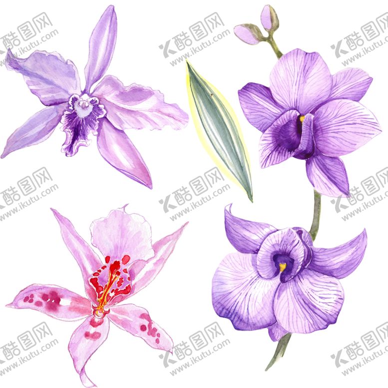 编号：14880410102207511267【酷图网】源文件下载-水彩花