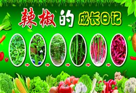 蔬菜的成长日记