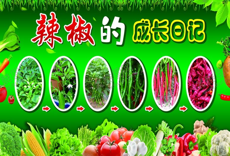 编号：70902110022113116162【酷图网】源文件下载-蔬菜的成长日记