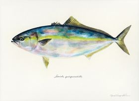 海洋鱼类水彩插画