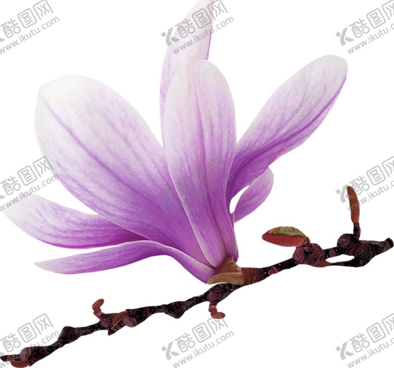编号：91282405041629055045【酷图网】源文件下载-鲜花素材