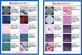 红细胞分解说