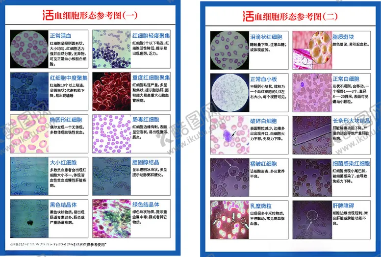 编号：61167906291651156456【酷图网】源文件下载-红细胞分解说