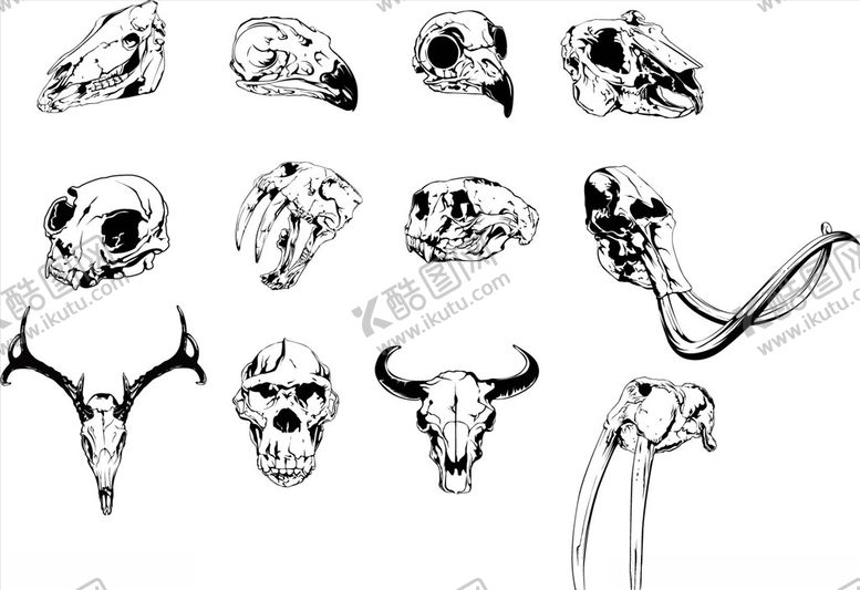 编号：62643809090348432132【酷图网】源文件下载-动物头骨