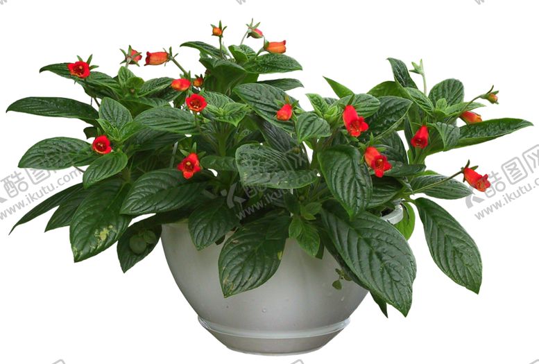 编号：68352610050150538988【酷图网】源文件下载-盆栽植物
