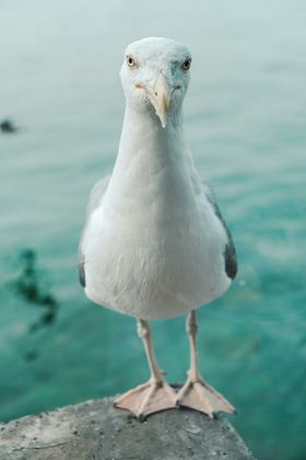 海鸥