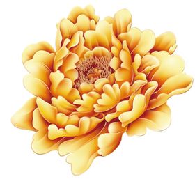 牡丹花海报元素封面