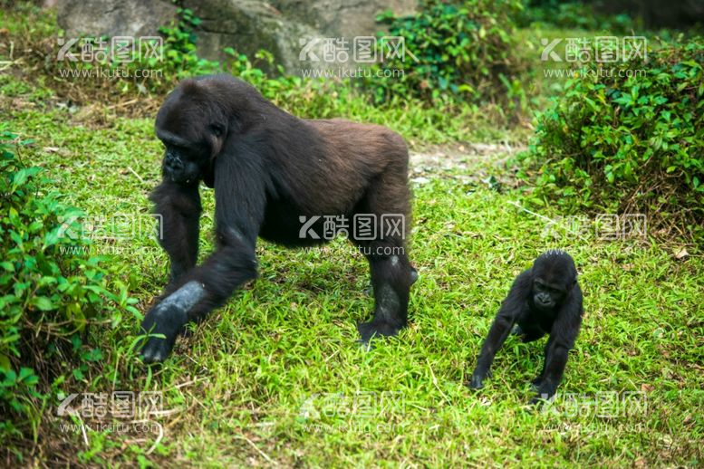 编号：78350812132045312851【酷图网】源文件下载-猩猩