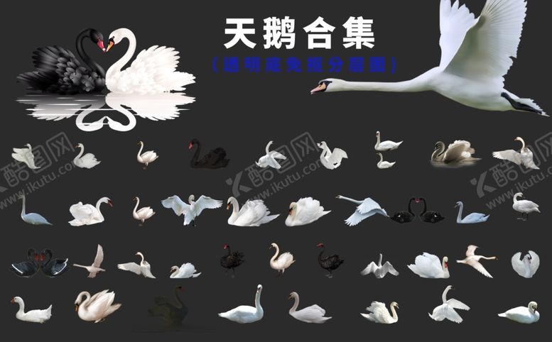 编号：30310004300836481542【酷图网】源文件下载-天鹅