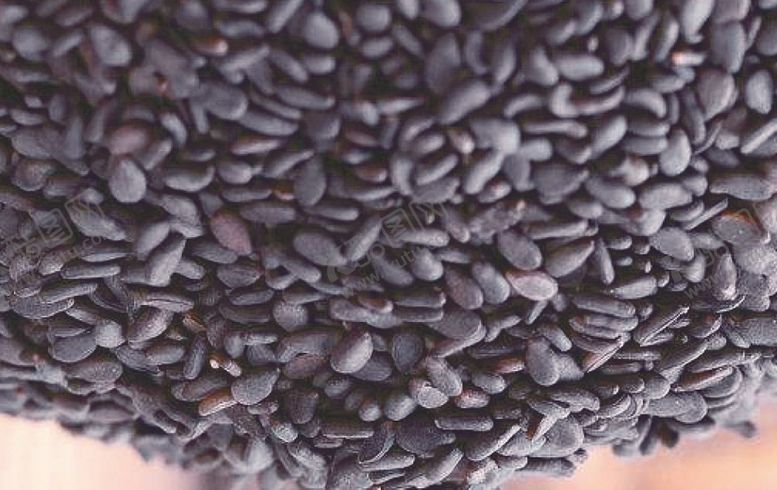 编号：99872509210931469764【酷图网】源文件下载-黑芝麻