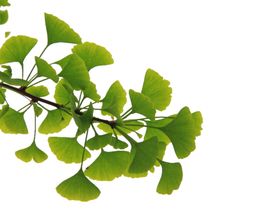 银杏叶树飘落秋天树红色枫