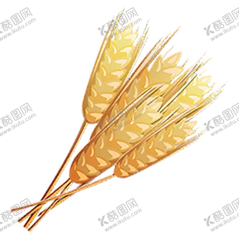 编号：79867409140756226549【酷图网】源文件下载-透明小麦png素材