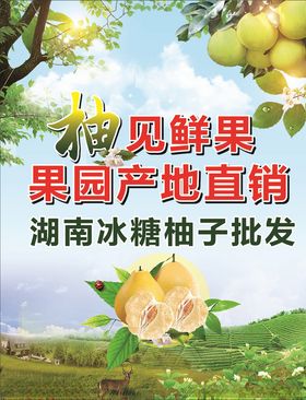 冰糖柚子