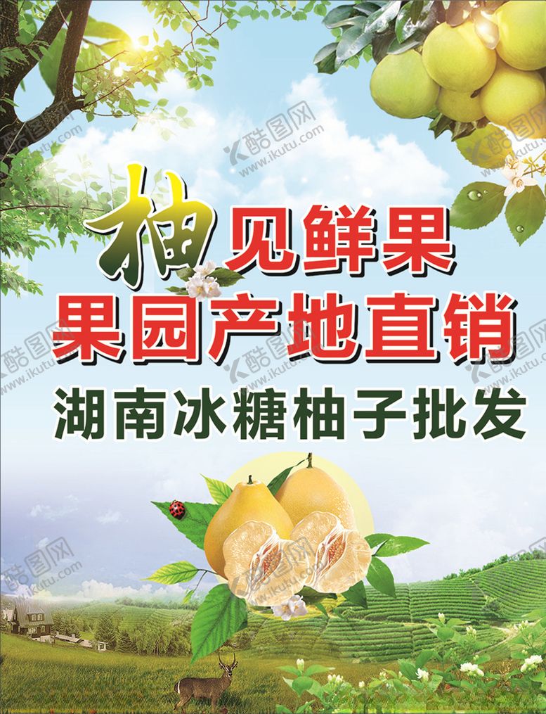 编号：79710805191005087037【酷图网】源文件下载-冰糖柚子