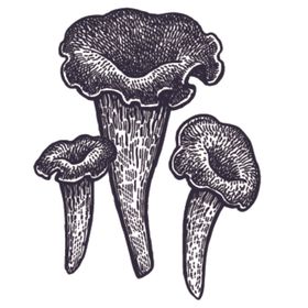 餐饮食物插画元素