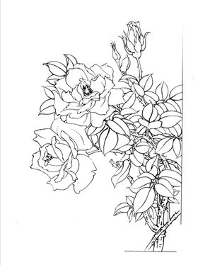 牡丹花
