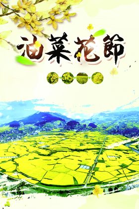 油菜花