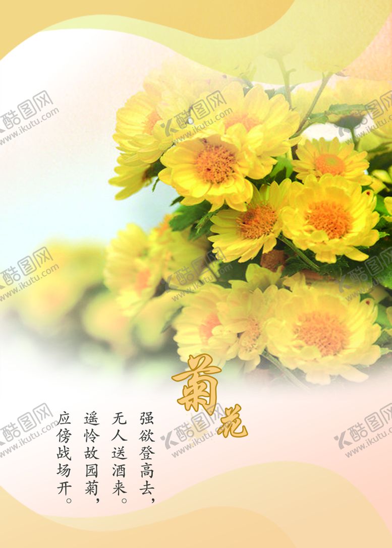 编号：24503609121703021369【酷图网】源文件下载-菊花