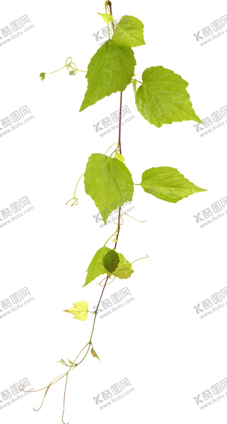 编号：40710411012343406420【酷图网】源文件下载-绿色背景