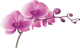 蝴蝶兰手绘花