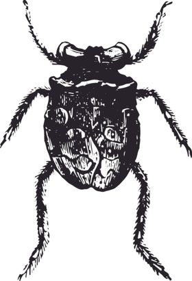 自然昆虫标本插画