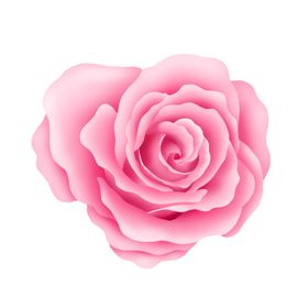 浪漫情人节520七夕玫瑰花