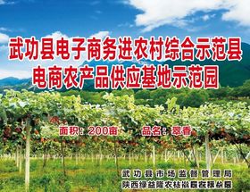 猕猴桃基地示范园