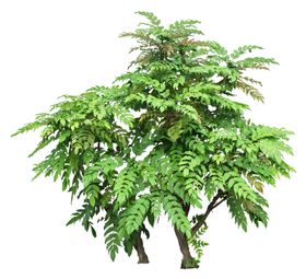 免扣植物素材图片道路竹子街道手绘花朵