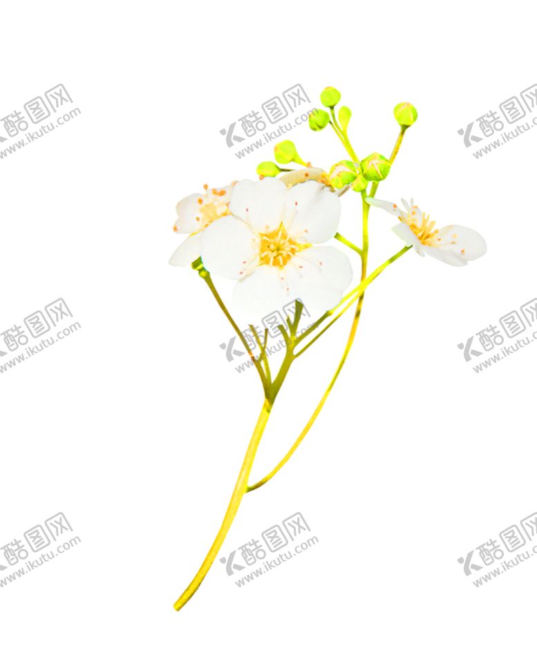 编号：23986206261614362940【酷图网】源文件下载-鲜花装饰