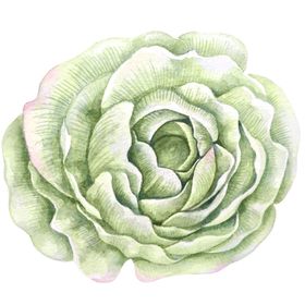 手绘植物