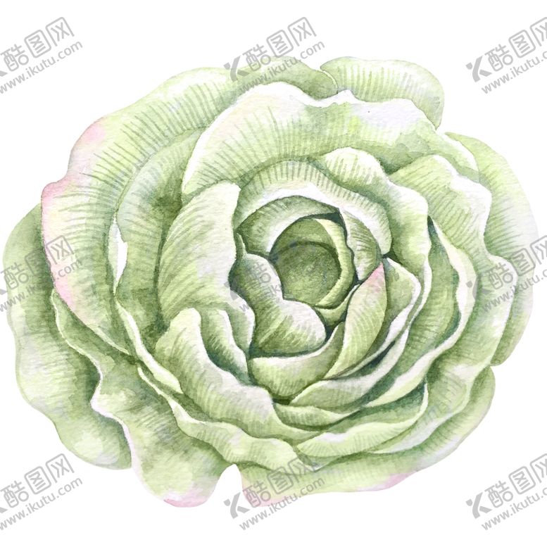 编号：46315106151551039759【酷图网】源文件下载-手绘植物